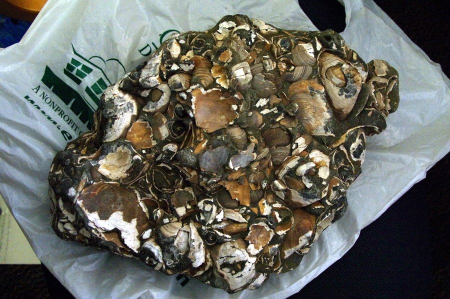 Northern California Nature Photography Fossil Collecting