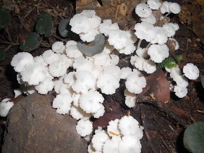 Another type of Mushrooms