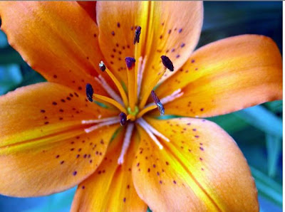 Tiger lily flower | Amazing Wallpapers