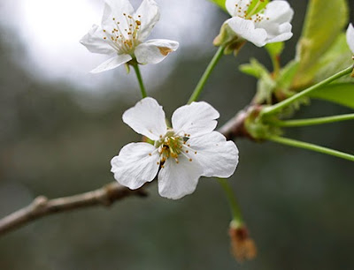 Cerezo silvestre (Prunus avium) flor silvestre blanca