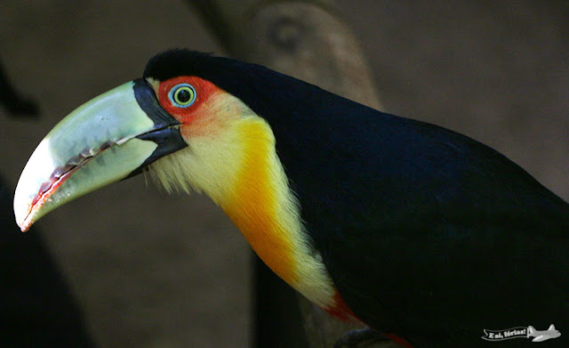 Parque das Aves, Foz do Iguaçu