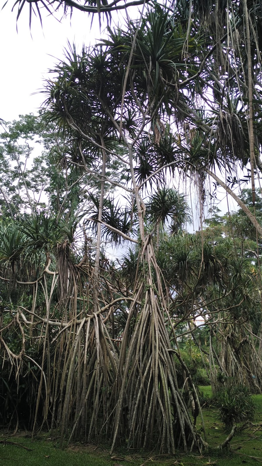 This woody, tropical plant has many uses.