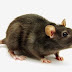 Cara Paling Unik Untuk Mengusir Tikus Nakal