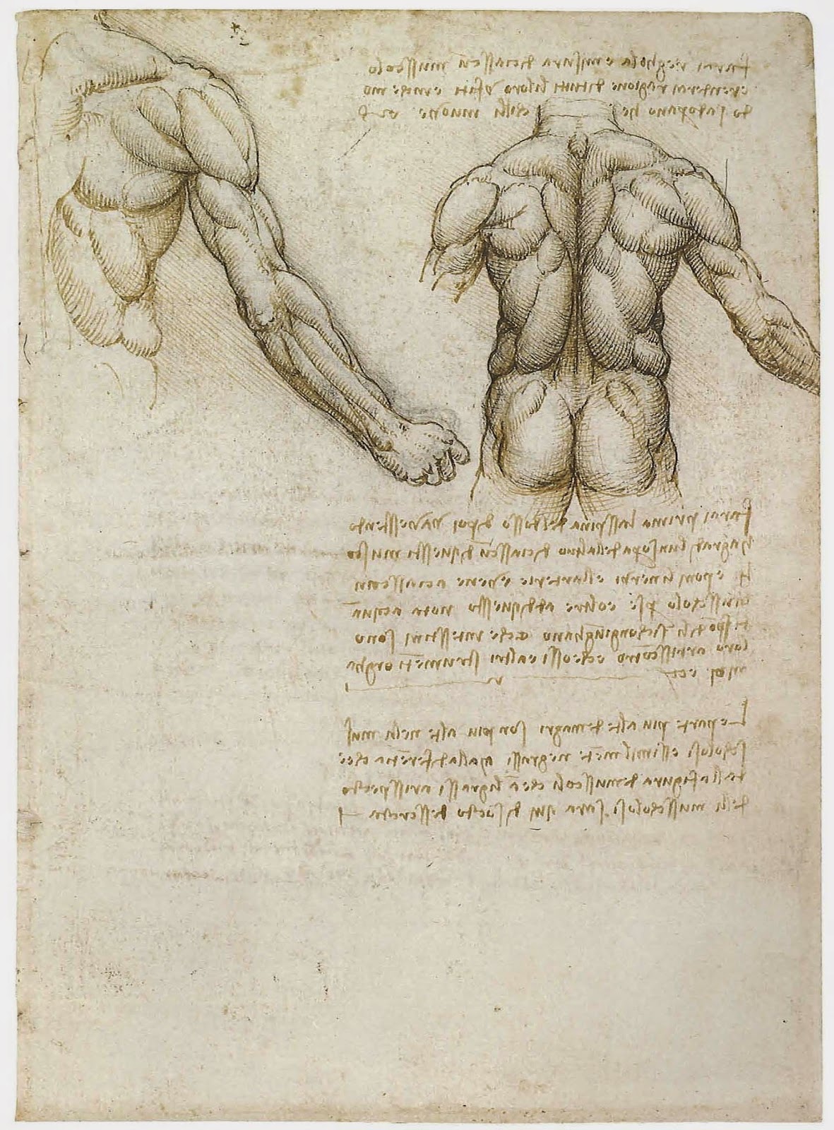 解剖学と芸術: レオナルド･ダ･ヴィンチ解剖図「腕と背中の筋」1508年