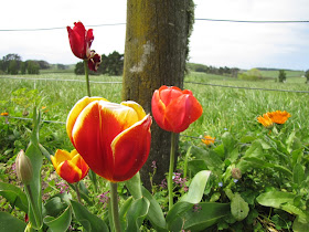 orange-yellow-tulips
