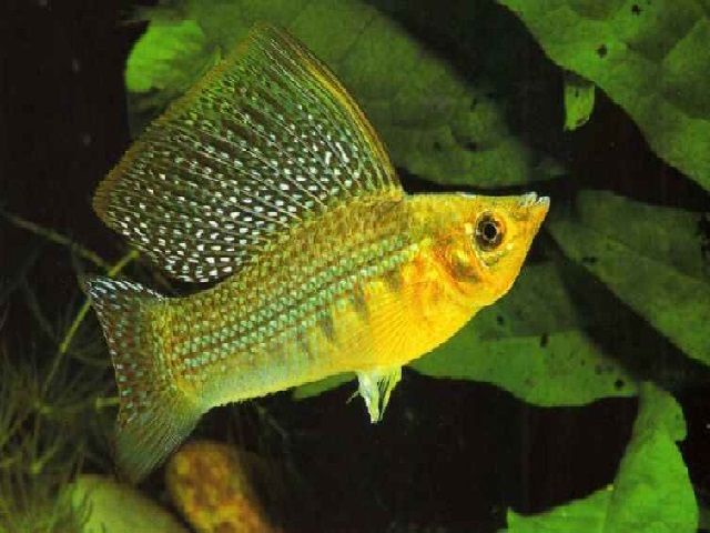 Jenis Ikan Hias Kecil untuk Akuarium dan Aquascape Beserta Gambarnya