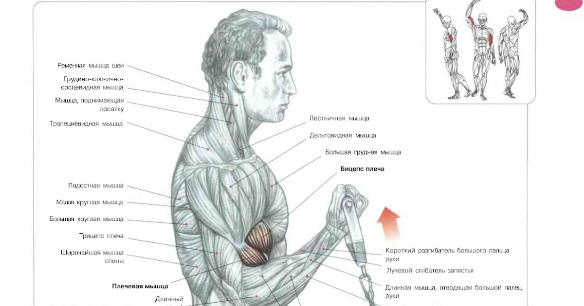 двуглавая мышца плеча функции. бицепс анатомия мышцы. бицепс это какая мышца. строение бицепса и трицепса. упражнения на мышцы рук трицепс и бицепс.