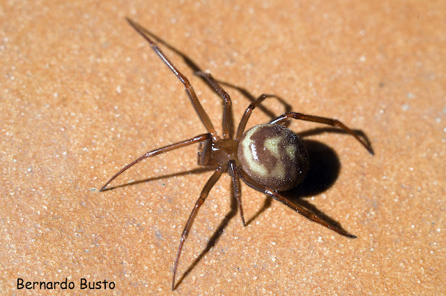 RÍA DE LA VILLA: La Araña del armario