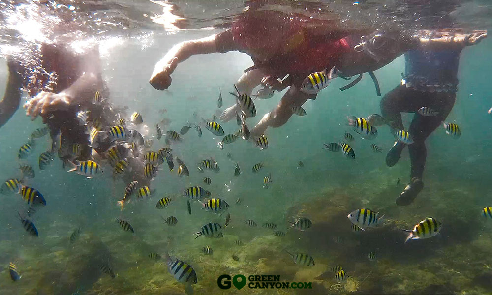 Snorkeling di Taman Laut Pangandaran | Wisata Green Canyon ...