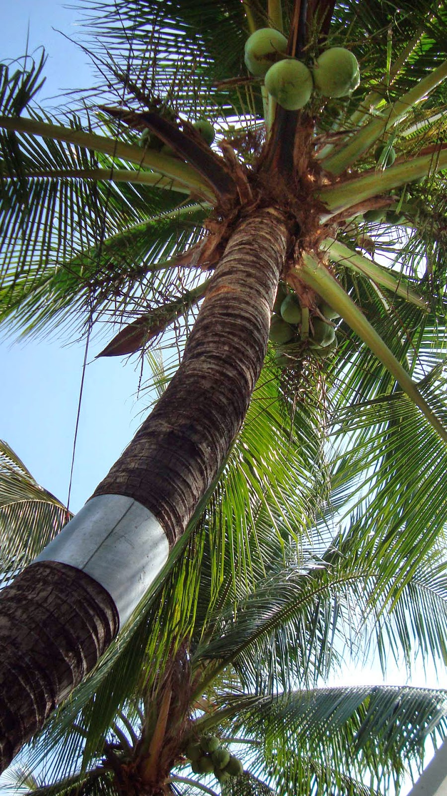 Naturalist's World Dr Abe V Rotor Rat proof your coconut trees the practical way.