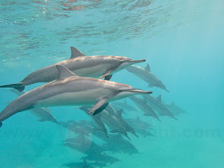 http://www.tropicallight.com/water/dolphins/02mar18bb/02mar18bb.html