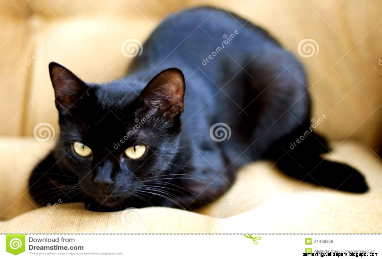Cute Black Cat Images