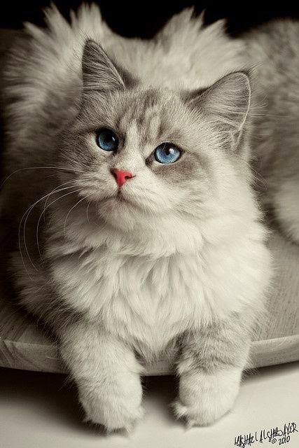 Pet s We Love Top 5 Long Haired Cat Breeds pet-s-we-love-top-5-long-haired-cat-breeds
