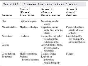 fases enfermedad Lyme