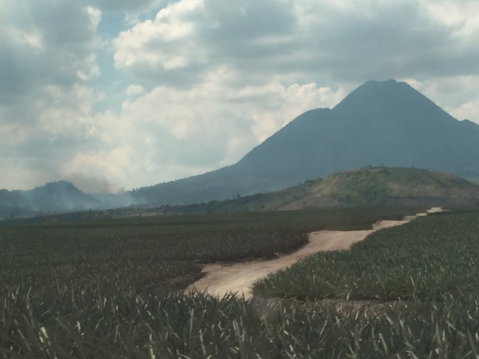 Sense of Adventure: Largest Pineapple Plantation, Polomolok South Cotabato