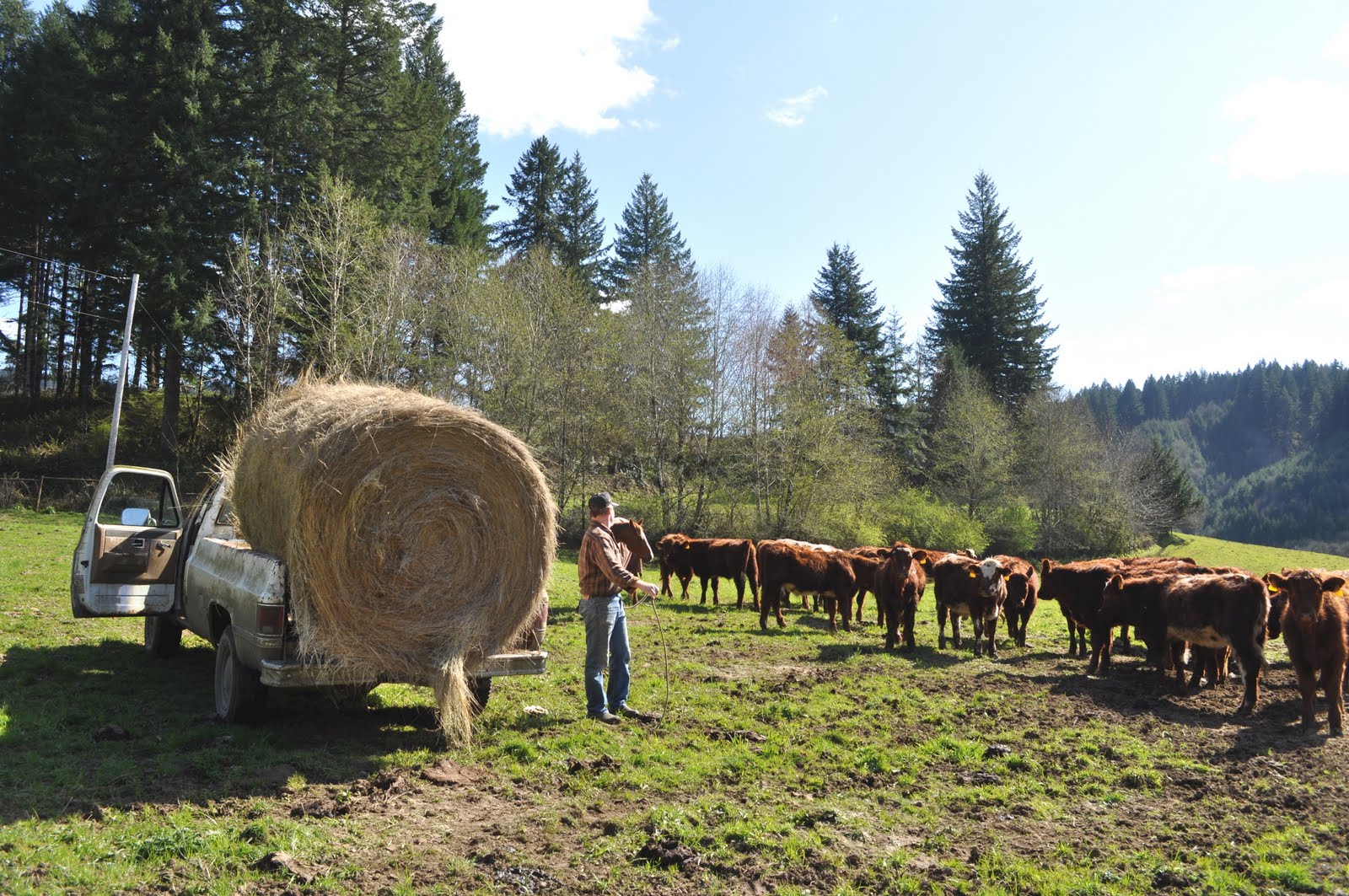 LuAnn Kessi Feeding Yearling Cattle...