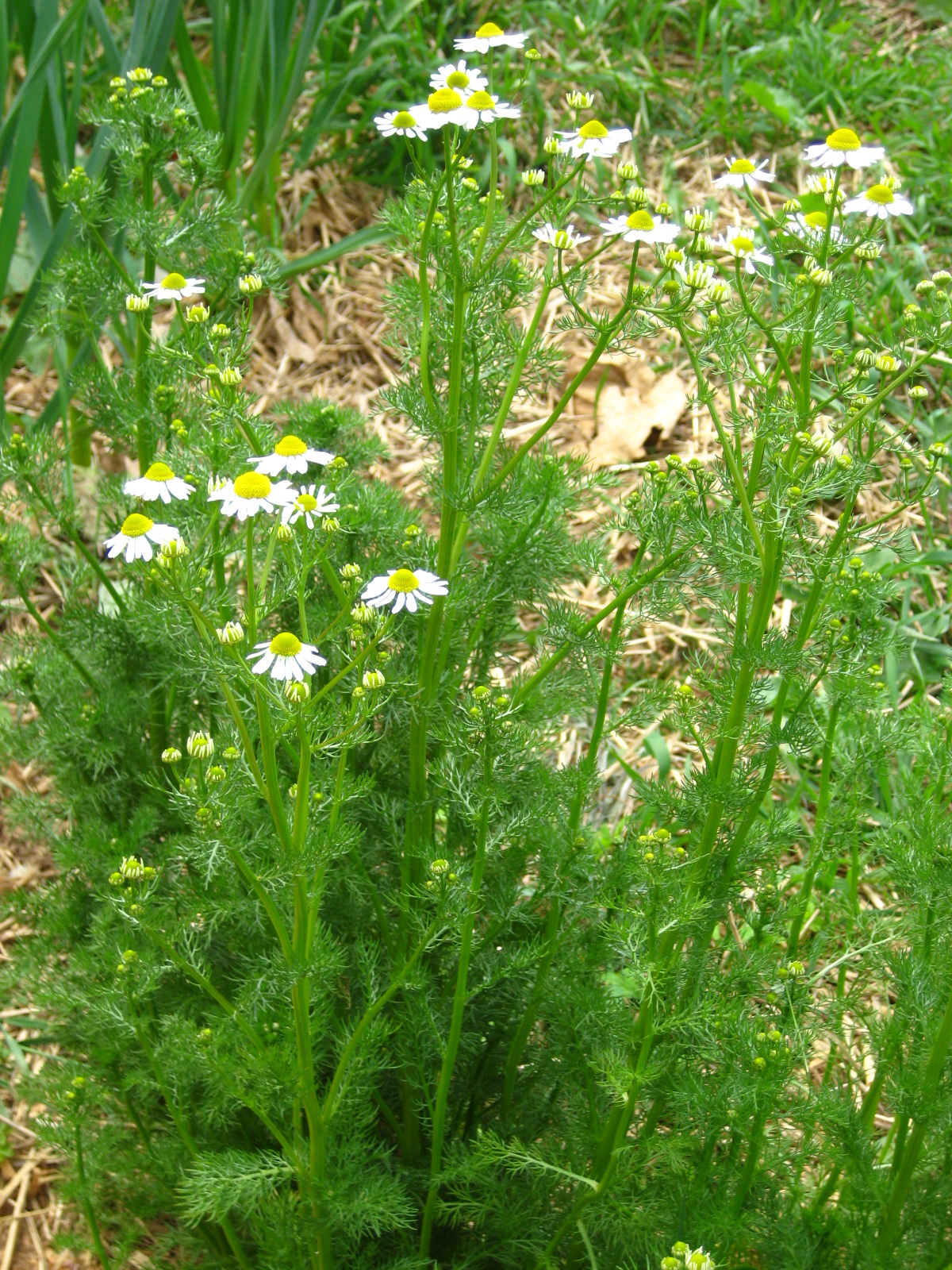 Meadow Muffin Gardens Chamomile, It all Started with Peter Rabbit