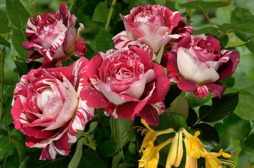 Julio Iglesias rose сорт розы фото  