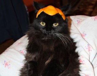 Ростовчанин продает кота по кличке "какашечный воин" за миллион рублей