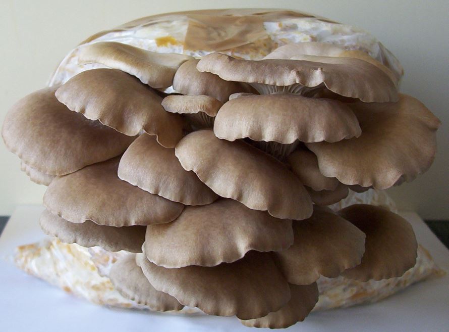 Grow your own mushrooms Oyster Mushrooms in Plastic Bags