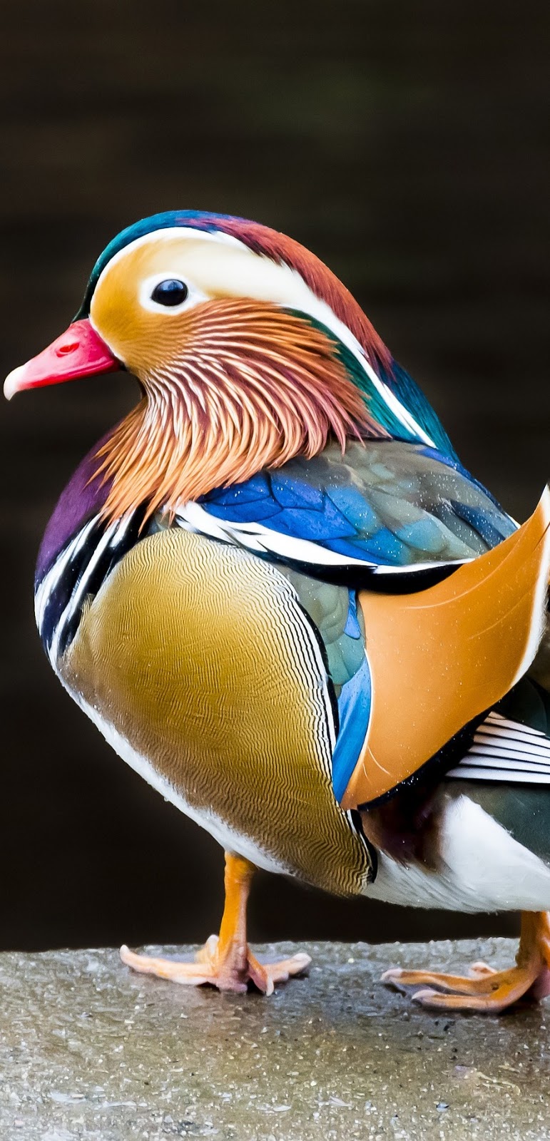 Colorful mandarin duck.