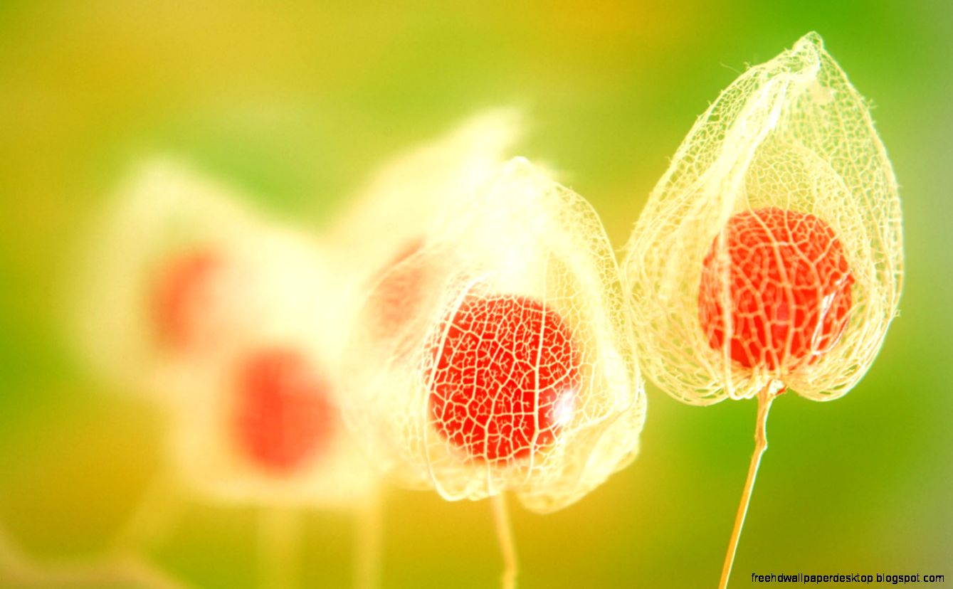 Plants Flowers Nature Hd Wallpaper  All Desktop Wallpaper