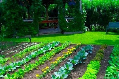 Master Organic Gardening: Beginner's Guide