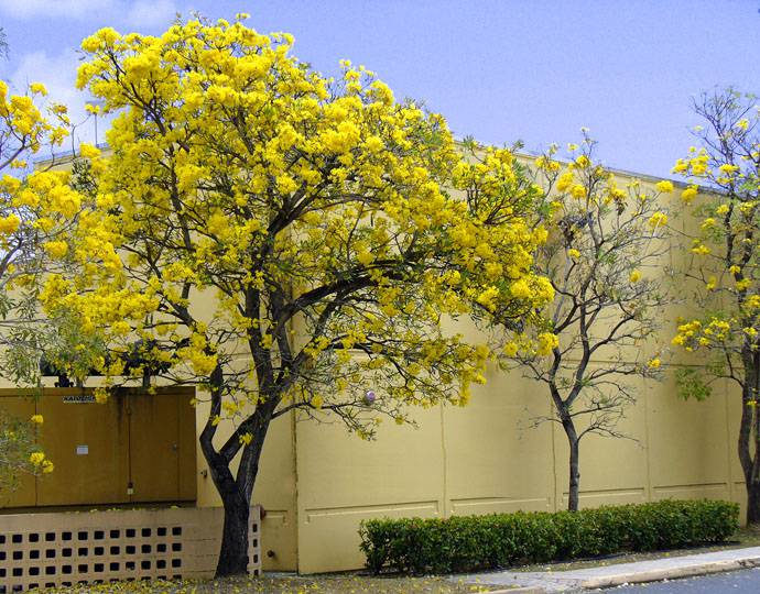15 Tanaman Hias Bunga Kuning Tukang Taman Surabaya