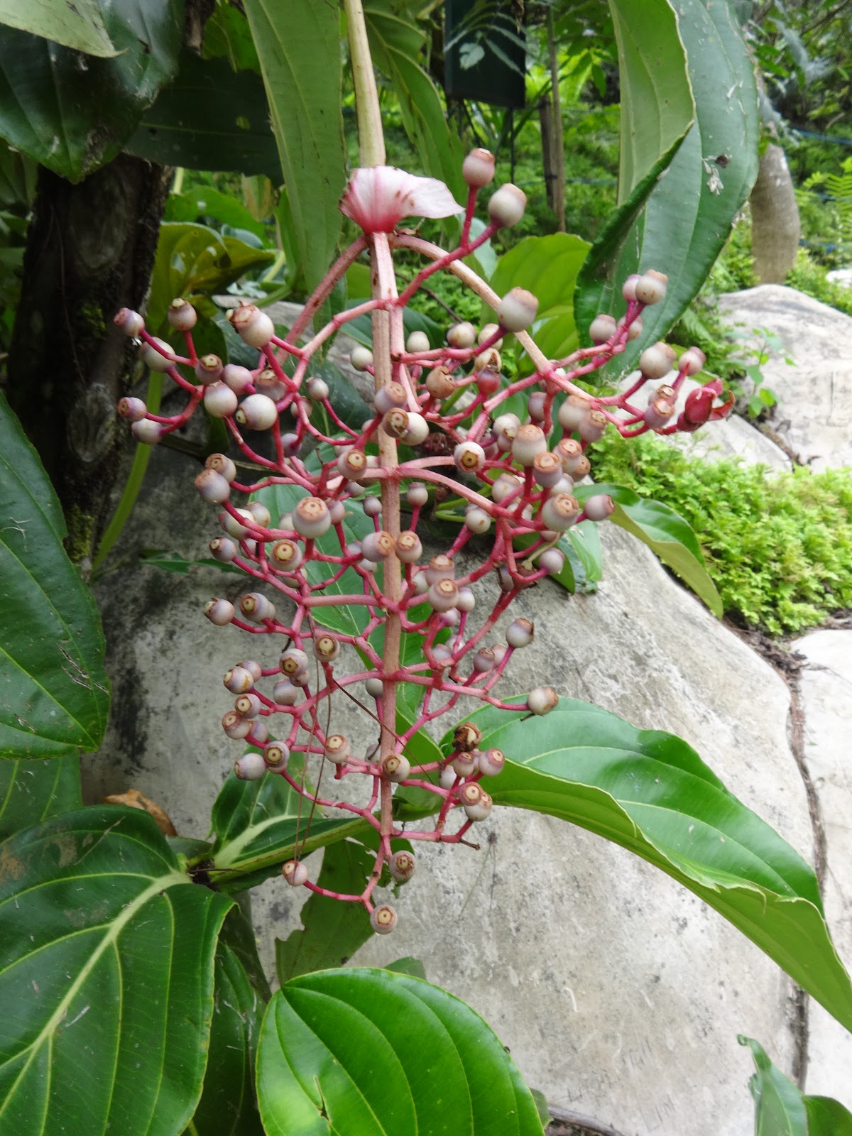 Herbs from Distant Lands Medinilla magnifica, Medinilla pendula