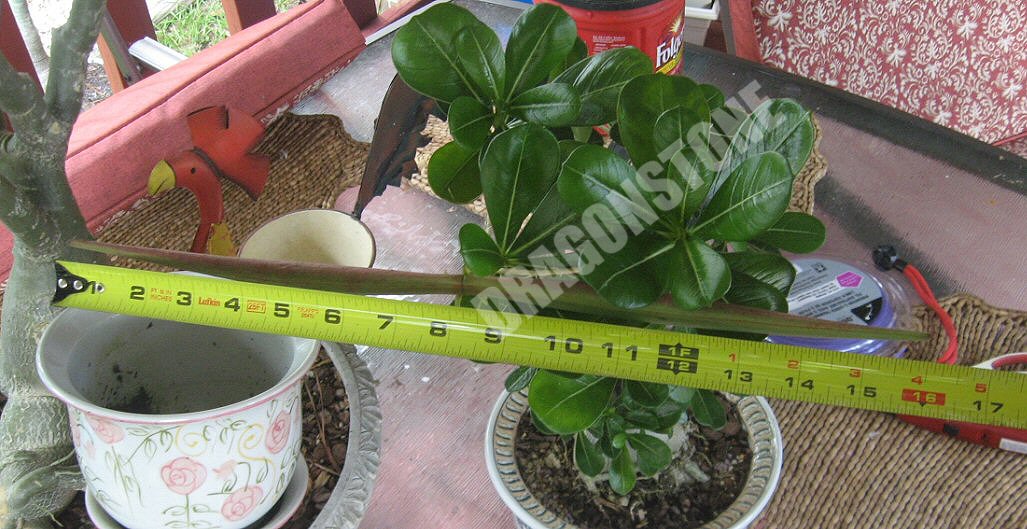 Plants & Such Desert Rose (Adenium Obesum) Seed Pods and Seeds