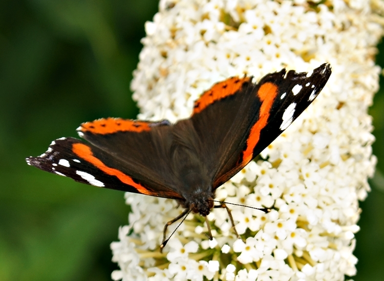 {Makro Montag} Schmetterlinge auf dem Sommerflieder