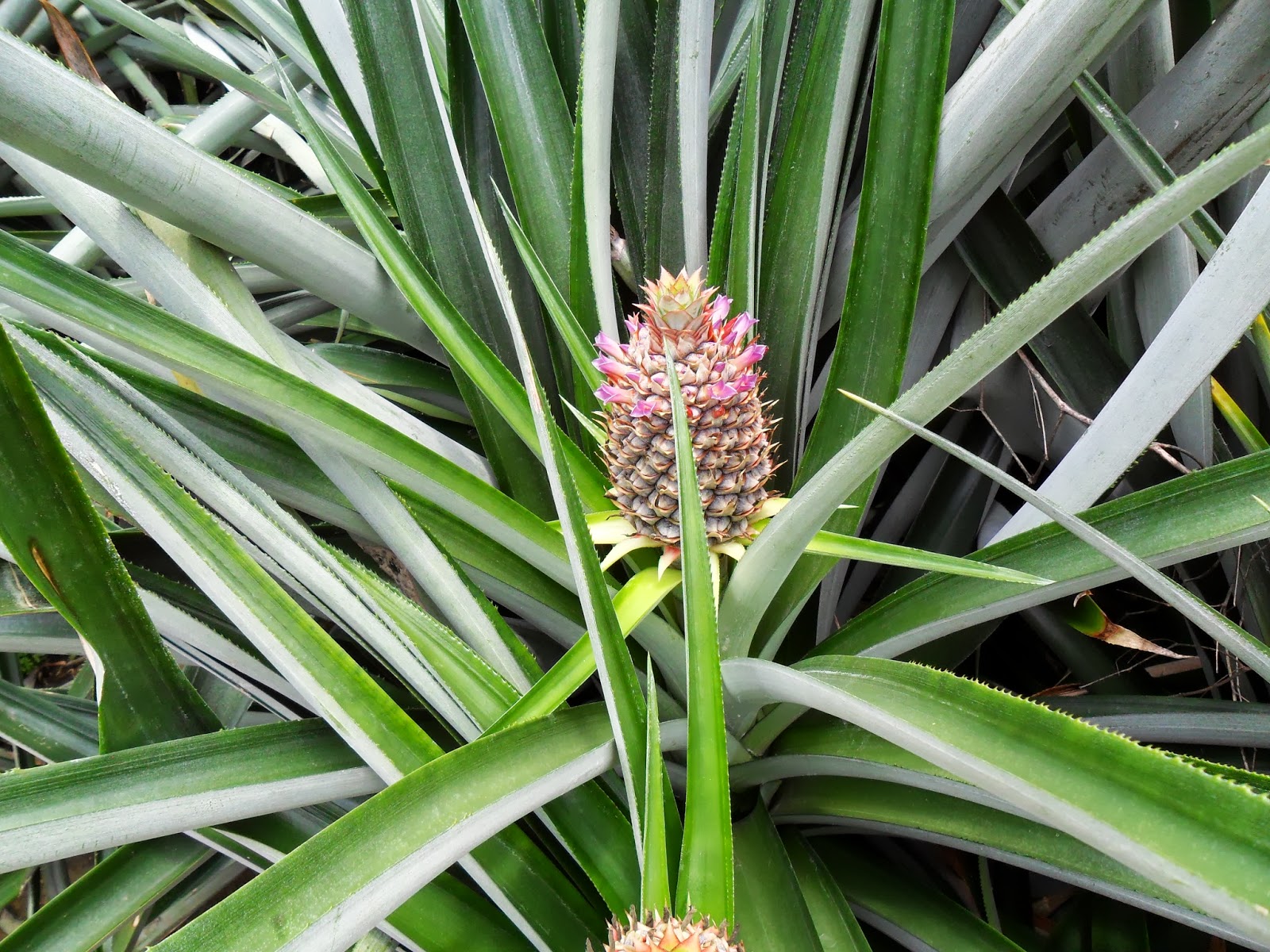 Servicios Integrales del Agro.: EL CULTIVO DE PIÑA MD2.