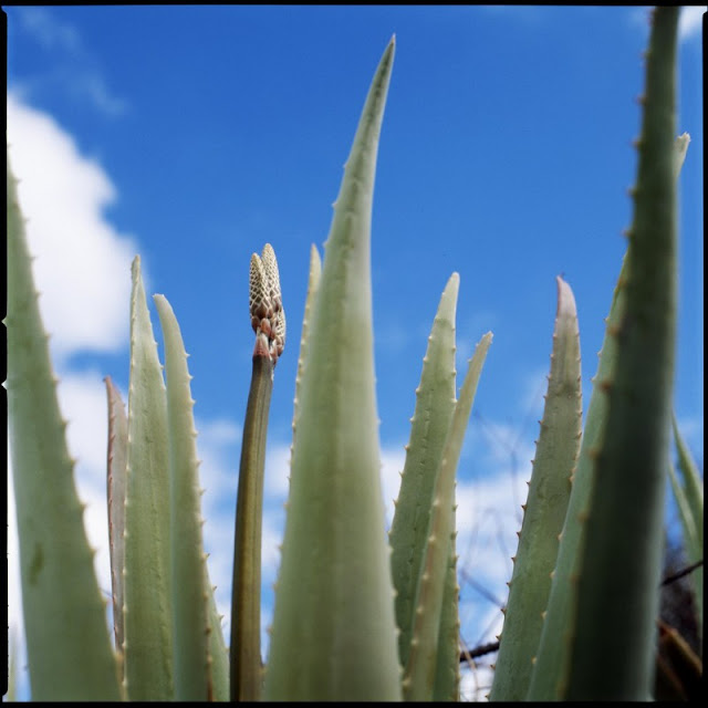 Aloe_Vera_Canarias_Gran_Canaria_01