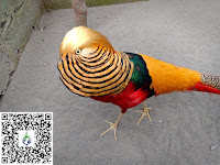 Harga Ayam Pheasant Terbaru 2022