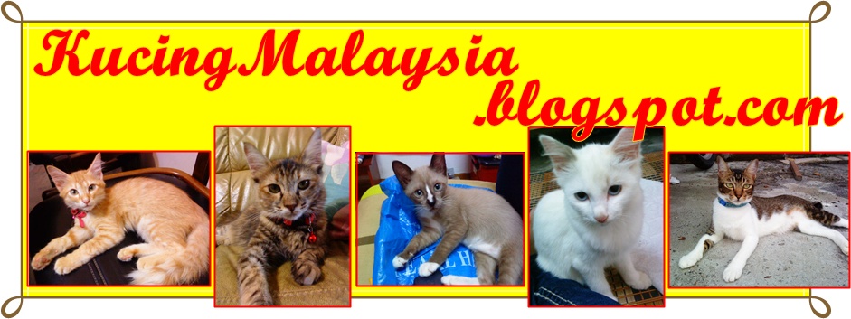 KucingMalaysia