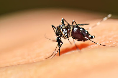 ¿Cómo se pueden mantener alejados a los mosquitos?