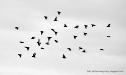 birds flight bird unusual tattoos tattoo photographed object arizona sky very