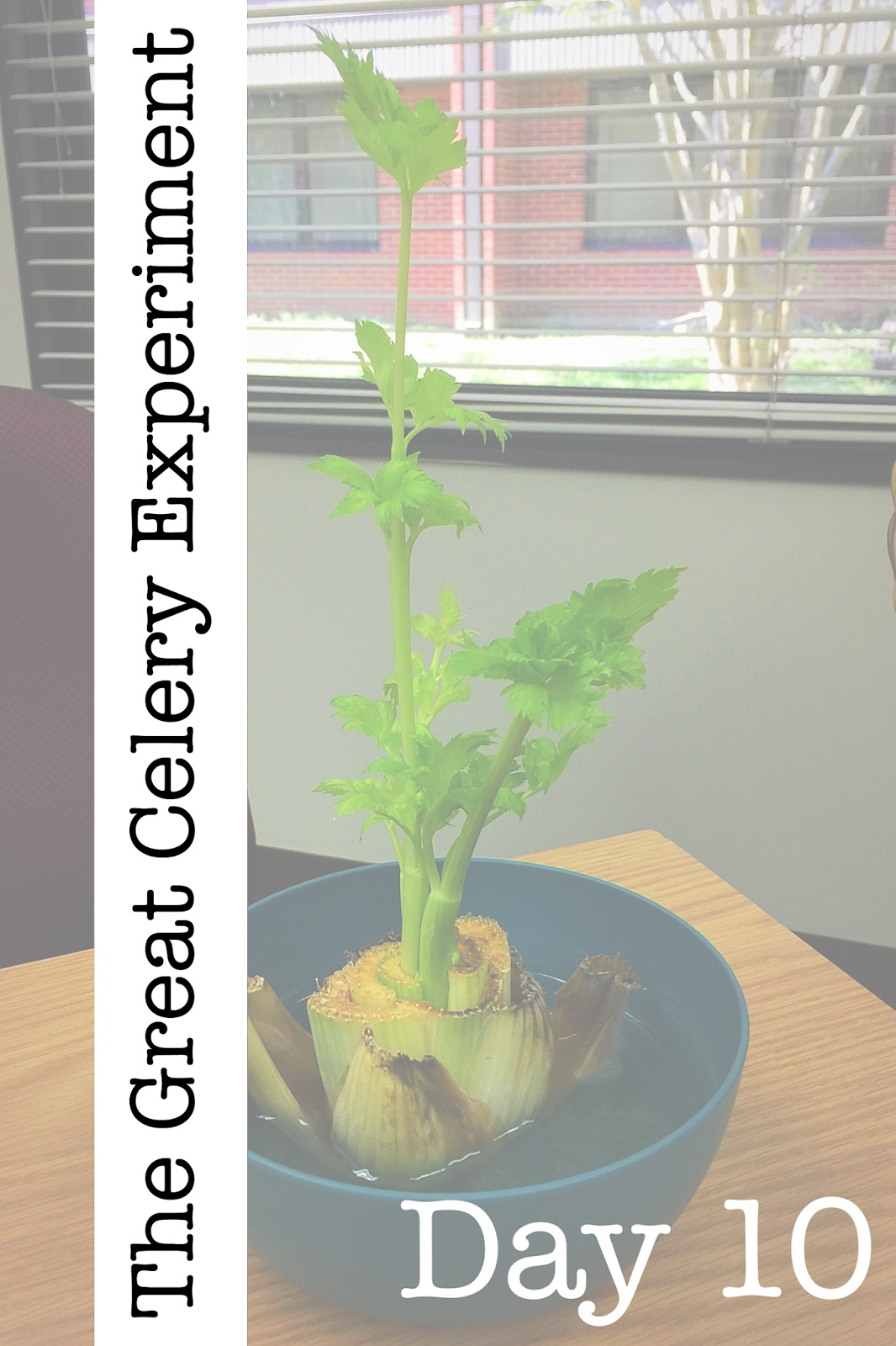 Kearson's Classroom The Great Celery Experiment