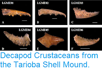http://sciencythoughts.blogspot.co.uk/2016/05/decapod-crustaceans-from-tarioba-shell.html