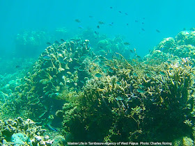 Snorkeling in Tambrauw regency of Indonesia
