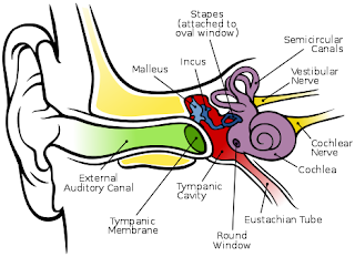 anatomi pendengaran manusia