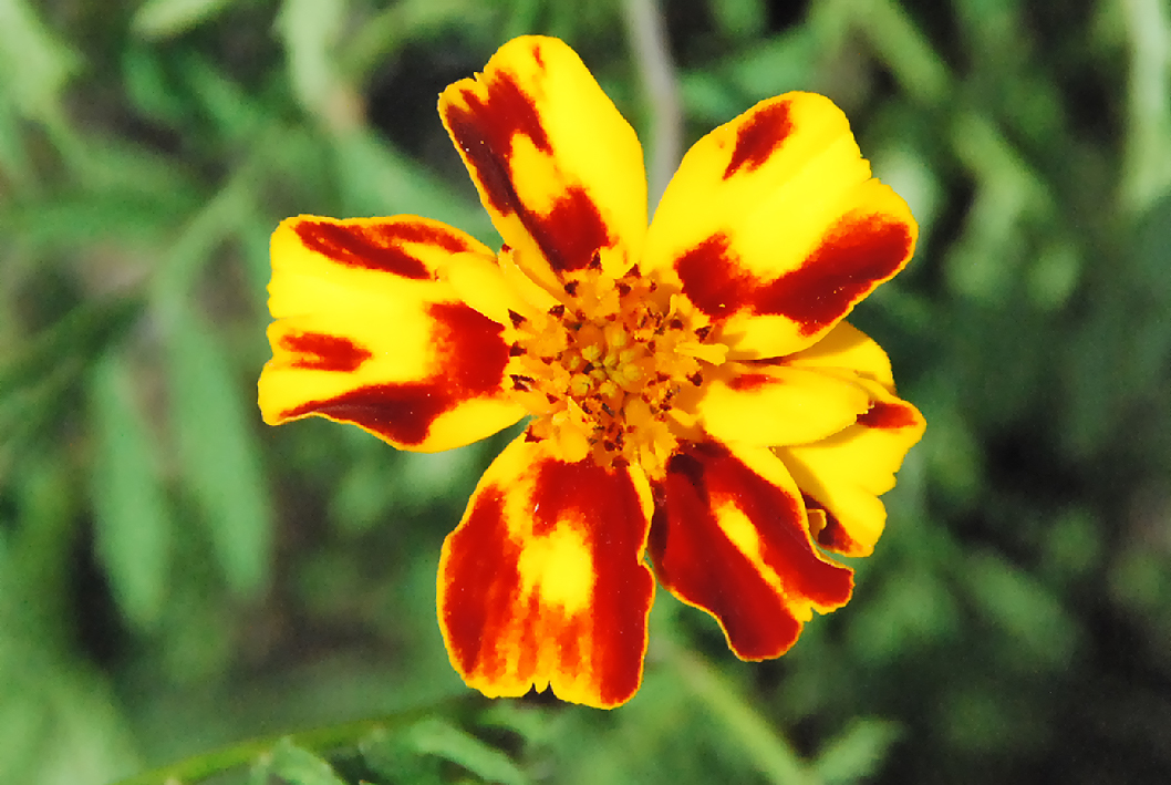 Fotos de flores CLAVEL DE MORO