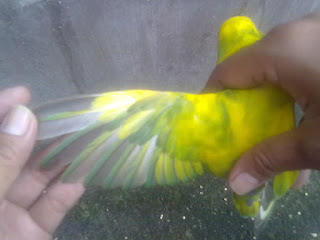 bulu sayap lovebird bulu sayap lovebird