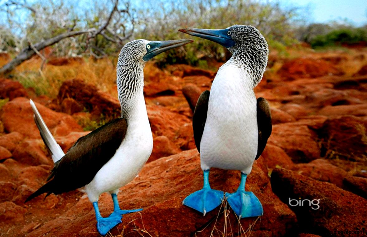 Bing Animal Wallpaper Microsoft Bing Is A Powerful Search Engine