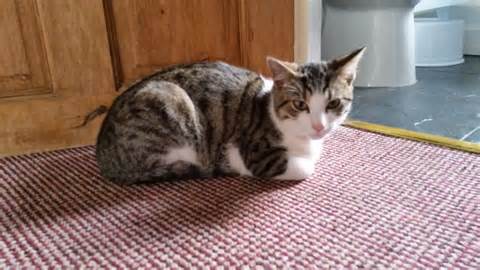 Kucing Betina Kucing Betina