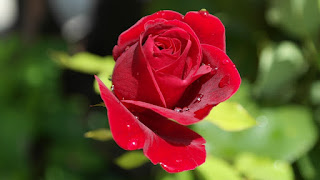 गुलाब का फोटो, गुलाब के फूल पर शायरी, गुलाब की सायरी, गुलाब के फूल पर कविता, गुलाब का फूल शायरी, अनमोल शायरी, फूल पर छोटी कविता, कमल के फूल पर कविता