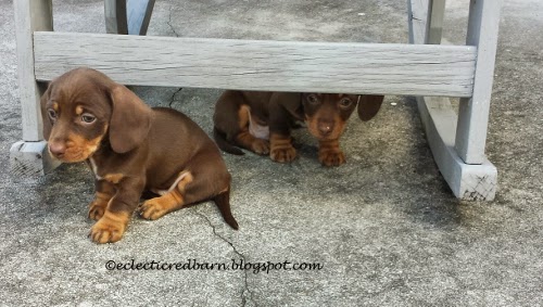 Eclectic Red Barn: Puppies hiding under rocking chair