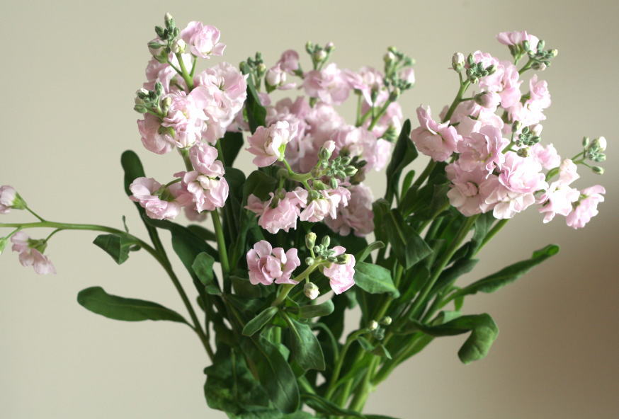 自分が使った花材事典 スプレーストック ピンク 新 花の情報局のblog