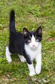Penyebab Ekor Kucing Bengkok