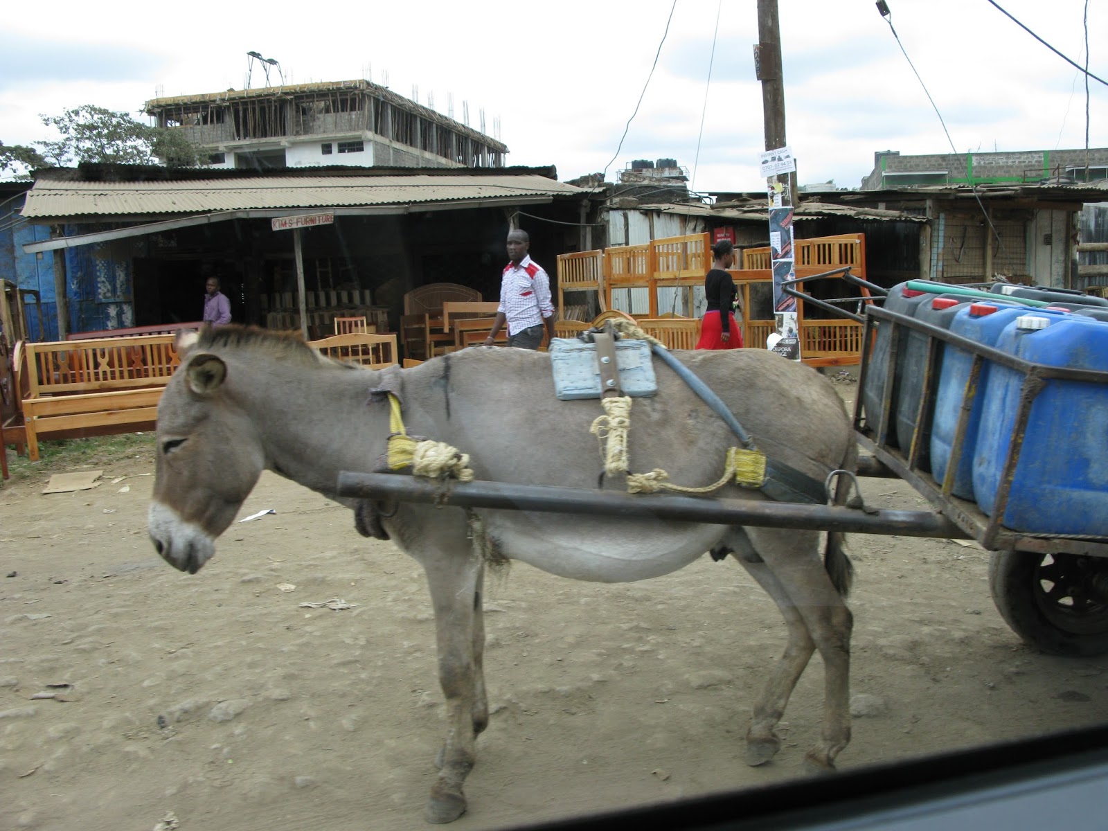 Baboons Our Mission in Kenya